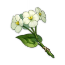 Fleur de Qingxin (1★)