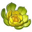 Floraison première de l'oasis (5★)