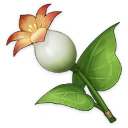 Lys Calla (1★)
