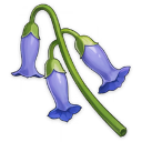 Muguet bleu (1★)